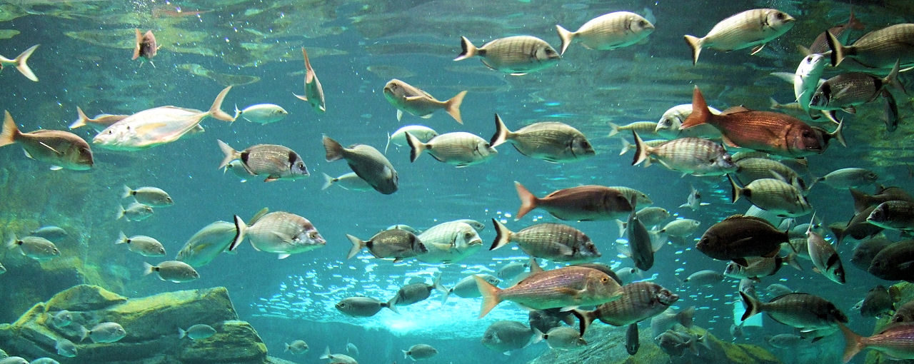 Kréta-akvárium