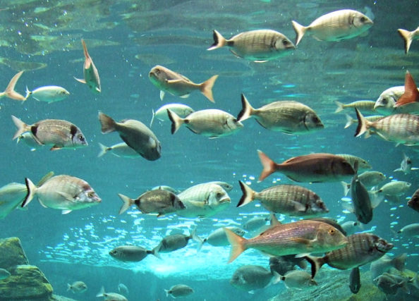 Kréta-akvárium